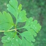 Geranium purpureum पत्ता