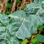 Tilia tomentosa Leaf