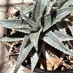 Dyckia marnier-lapostollei Φύλλο