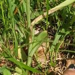 Ophrys apifera Fulla