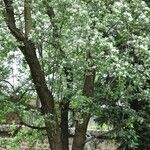 Crataegus rhipidophylla 整株植物