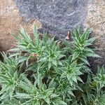 Saxifraga bronchialisЛіст