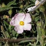 Cistus parviflorus Květ