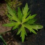 Ranunculus acris Hoja