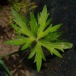 Ranunculus acris Leaf