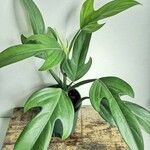 Philodendron panduriforme 葉