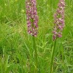 Orchis × spuria ফুল