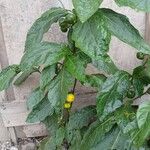 Solanum macrocarpon Fruit