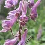 Aconitum septentrionale Květ