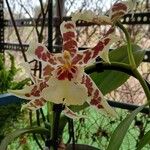 Oncidium crocidipterumFlor