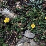 Potentilla brauneana Vekstform