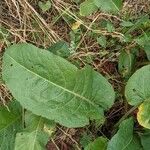 Rumex obtusifolius Hoja