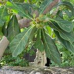 Ficus obtusifolia Habit