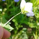 Nemophila phacelioides Other