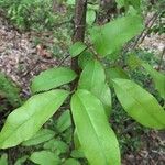 Cratoxylum formosum Foglia