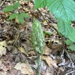 Goodyera pubescens Sonstige