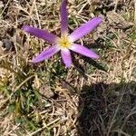 Colchicum montanumЦветок