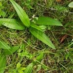 Maianthemum trifolium Lapas