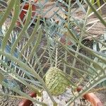 Encephalartos trispinosus 整株植物