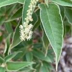 Croton flavens Flower