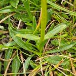 Valeriana celtica برگ