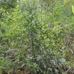 Litsea glutinosa عادت داشتن