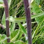 Cirsium heterophyllum Koor