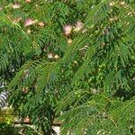 Albizia julibrissinBlad