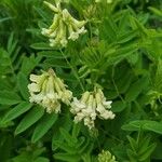 Astragalus frigidus ফুল