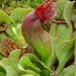Sarracenia purpurea 葉