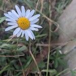 Leucanthemum heterophyllum 花