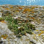 Spergularia rupicola Blomma