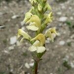 Pedicularis ascendens Flower