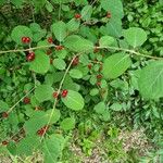 Lonicera xylosteumFruit