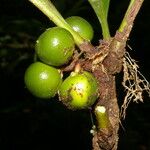 Clavija costaricana Fruit