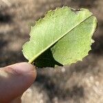 Prunus ilicifolia Leaf