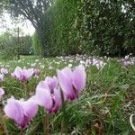 Cyclamen hederifoliumFlower