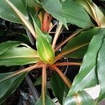 Chlorophytum orchidastrum Coajă