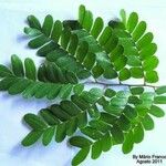 Caesalpinia echinata Hoja
