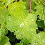 Alchemilla coriacea Fulla