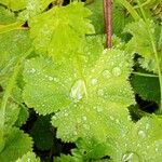 Alchemilla coriacea Leaf