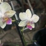 Phalaenopsis amabilis Flower