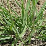 Paspalum urvillei Habit