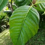 Palicourea guianensis 葉