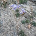 Brachyscome iberidifolia Vekstform