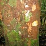 Chrysophyllum pomiferum Otro