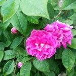 Rosa damascena Cvet