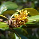 Chrysolepis chrysophylla Flower