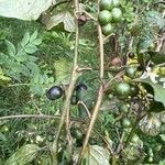 Solanum scabrum Fruit