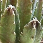 Stapelia grandiflora Leaf